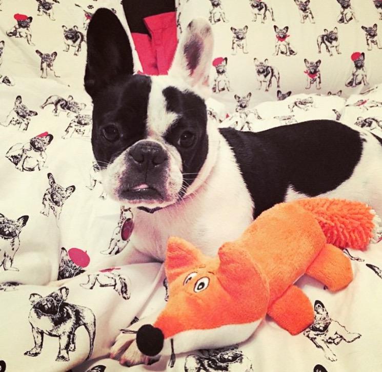 "Pimp my boudoir and let's do it doggy style, biatch!!!" 💰💎💋💋💋 instagram.com/p/2J5KEyEaDB/ #bostonterrier #terrier #dog