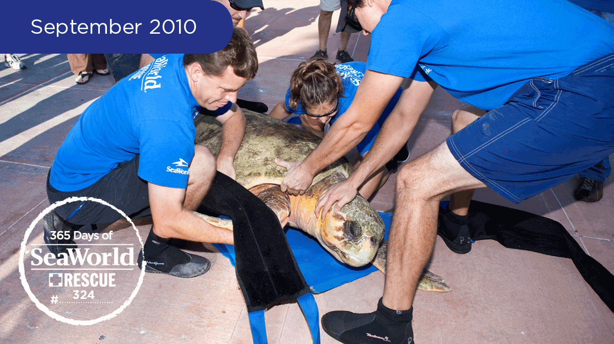 SeaWorld's tweet photo. The #SeaWorld Rescue Team preps this 320-pound loggerhead turtle for his return to the wild! #365DaysOfRescue http://t.co/5UuE5INkLE