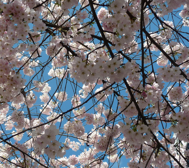 aharrisindie's tweet photo. Beautiful! Sunny! Day! #Vancouver #SpringtimeHappiness http://t.co/AHpKYuLe6d