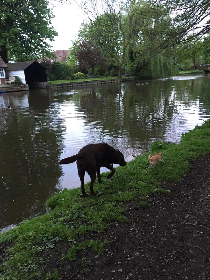 bandondrun's tweet image. Out for evening walk with the dogs