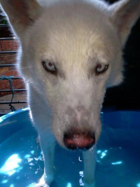 WillowGrace3's tweet photo. I hope your enjoying your sleep Lex! I miss you more and more everyday😭 heavens strongest angel was found in you❤🐾 http://t.co/LYbCv0mzZt