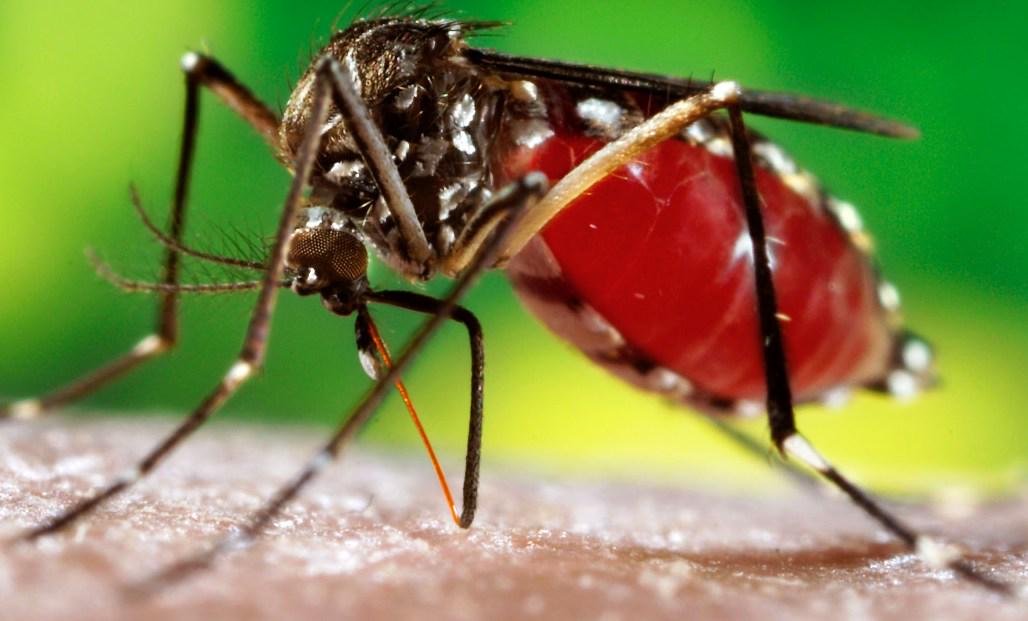 R_BNews's tweet photo. Fight against Dengue before it’s too late http://t.co/uymkUOXn6v

#dengue #health #healthcare http://t.co/m9umlPyBhv