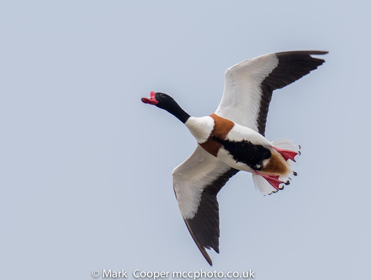 Shell Duck Abbotsbury Estuary @wildlife_uk <a href="/uknatureblog/">UK Nature Blog</a> <a href="/Birds_UK/">🦉 Birds Wildlife UK 🦋</a> <a href="/wildwatchinc/">Wildlife Watch, Inc.</a> @SWildlifepics <a href="/UK_NaturePhotos/">UK Nature</a>