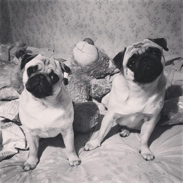 By dreamka_and_pugs Hello!!! 😊😊😊 #мопсы #pug #pets #pugs #puppy #pugasm #puglife #puglove #puppies #pugsofig #pugvi…