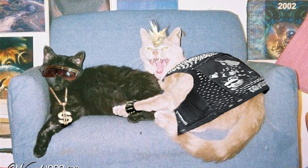 SirBritCat's tweet photo. When you get told at a #punk gig that you're "too young to be punk".... #BritishCatProblems #PunkCat http://t.co/b9s6MUE1pJ