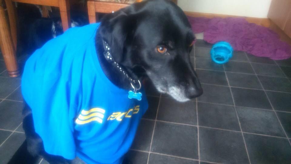 campaignFDAL's tweet photo. Check out all the cute dogs showing their support for our ME Awareness poster please tweet us ur pics wear blue 4ME http://t.co/mNiR5uXkSp