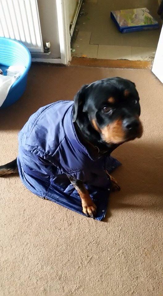 campaignFDAL's tweet photo. Check out all the cute dogs showing their support for our ME Awareness poster please tweet us ur pics wear blue 4ME http://t.co/mNiR5uXkSp