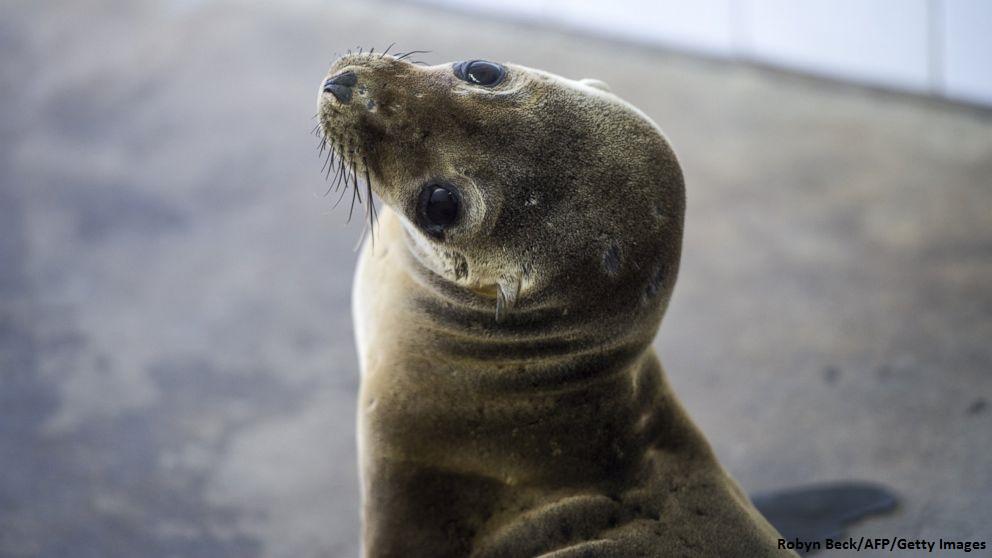 Police: Sea lions recovering from starvation deliberately injured by chlorine at rescue center abcn.ws/1JrAsB9