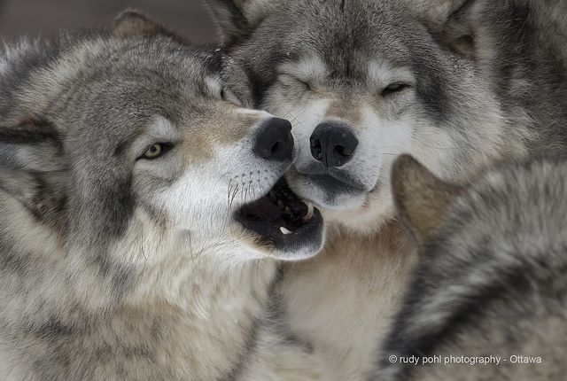 wolf_alphawolf's tweet photo. http://t.co/dqVvdyVpij                      
#wolf #wolves #loboweek #coyote  #animals #graywolf http://t.co/aW3o0SCTjp