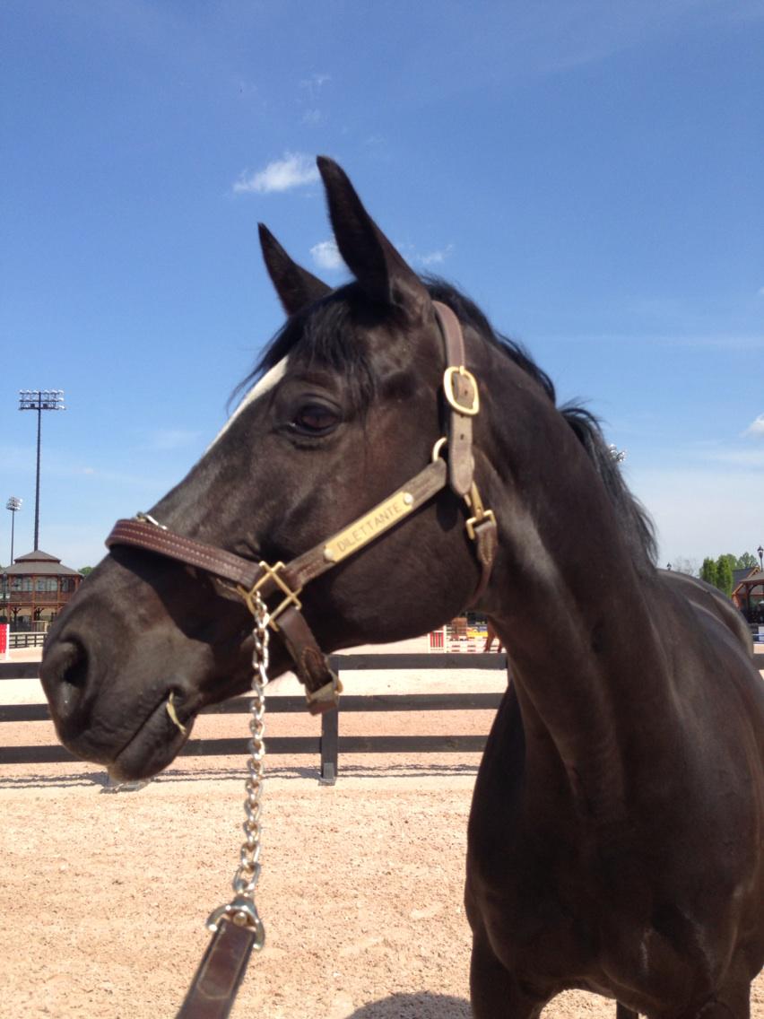 kimburton12's tweet photo. Here we are! First Horse show together! Just checking out the rings today #tryonequestrian #bellacollina 😳 http://t.co/7bGTz3Y5zs