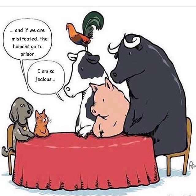 veganunion's tweet photo. #vegan #animalrights http://t.co/P61n1AQ3g2