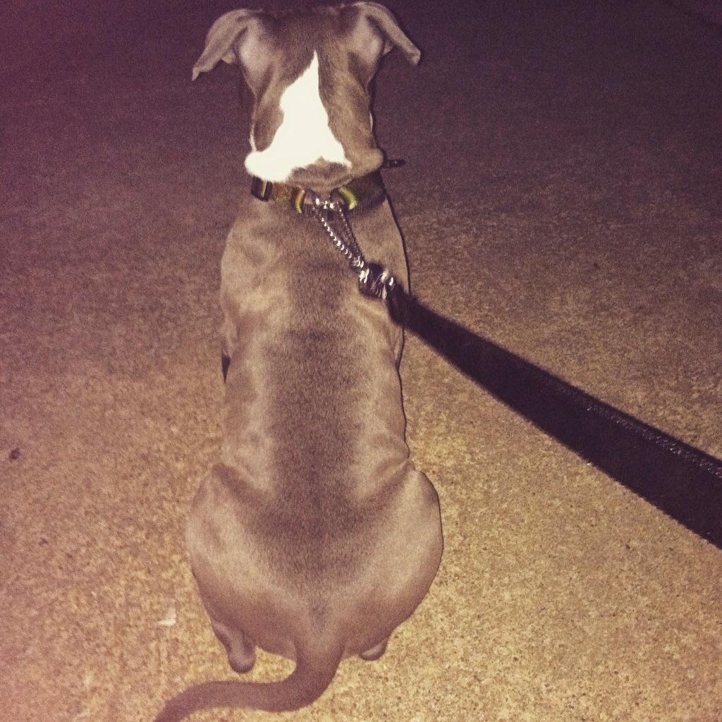Chill_Chuck's tweet photo. 4month old male bully for sale!!! Hum http://t.co/lAiNQSYy6C
