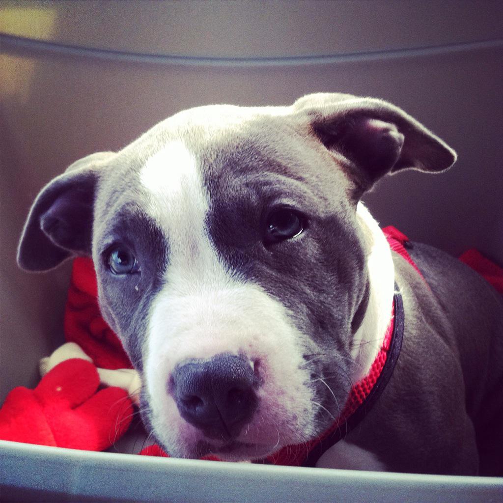 Chill_Chuck's tweet photo. 4month old male bully for sale!!! Hum http://t.co/lAiNQSYy6C