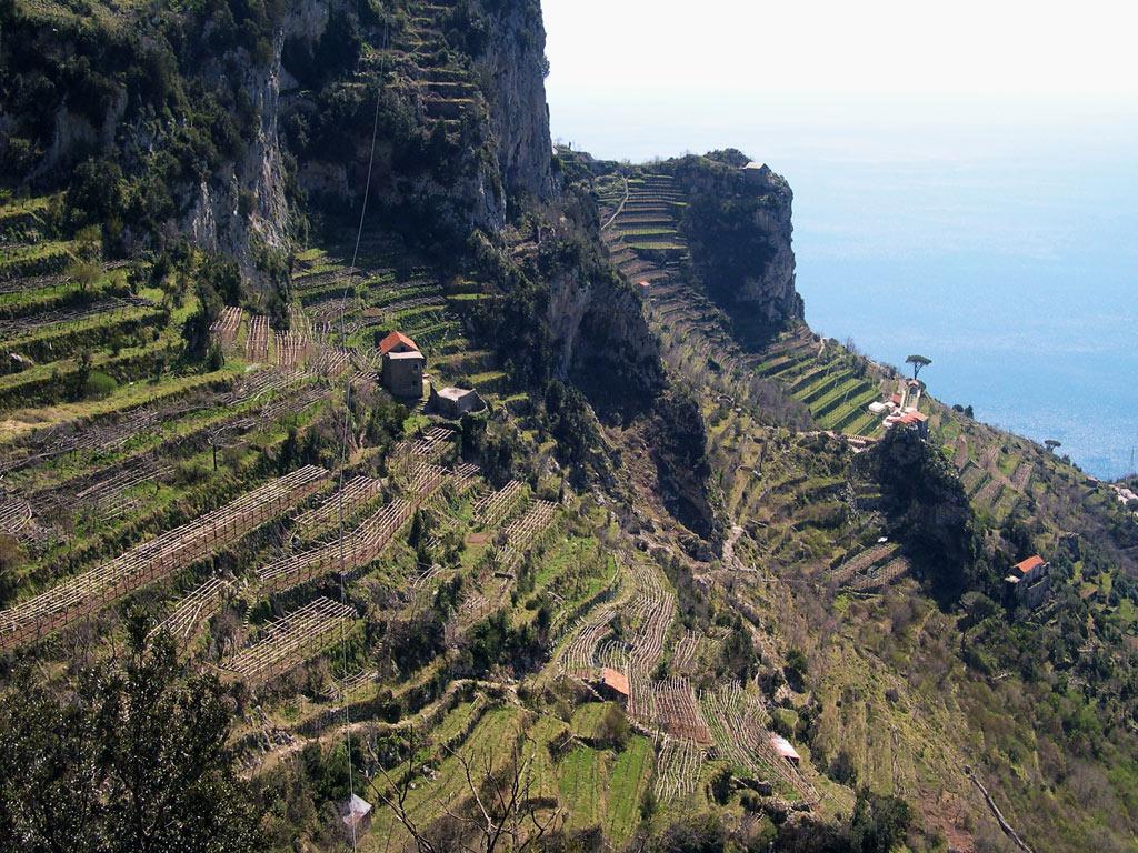 JMiquelWine's tweet photo. TERRACED Vnyds of Amalfi Coast, #Italy
Near Naples: Falanghina, Aglianico #Wine
img http://t.co/HiikFQjEnp
STUNNING ! http://t.co/POUqj9SLT9