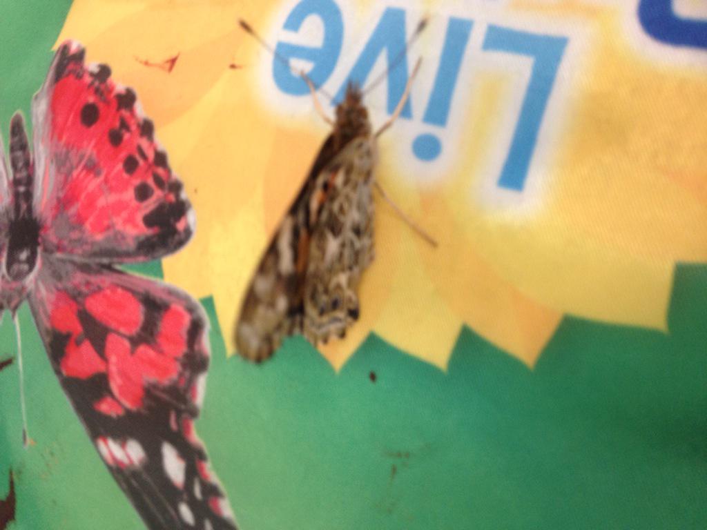 Connell2ndgrade's tweet photo. Second graders are excited about the arrival of our butterflies! http://t.co/RBsE9kBGw0