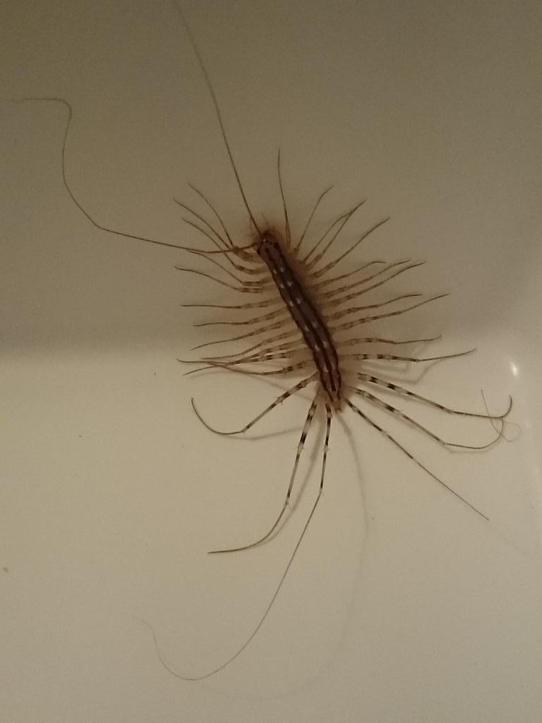 SBoschel's tweet photo. Voici ce que j'ai trouvé dans mas chambre ce soir une scultigére http://t.co/eM1mtXVgUY