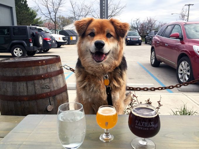 MattGlenesk's tweet photo. Pooches and beer. Check and check: (via @AmyBHaneline) http://t.co/HgiYO97MK4 #SnicksPicks http://t.co/z23uHgWrzg