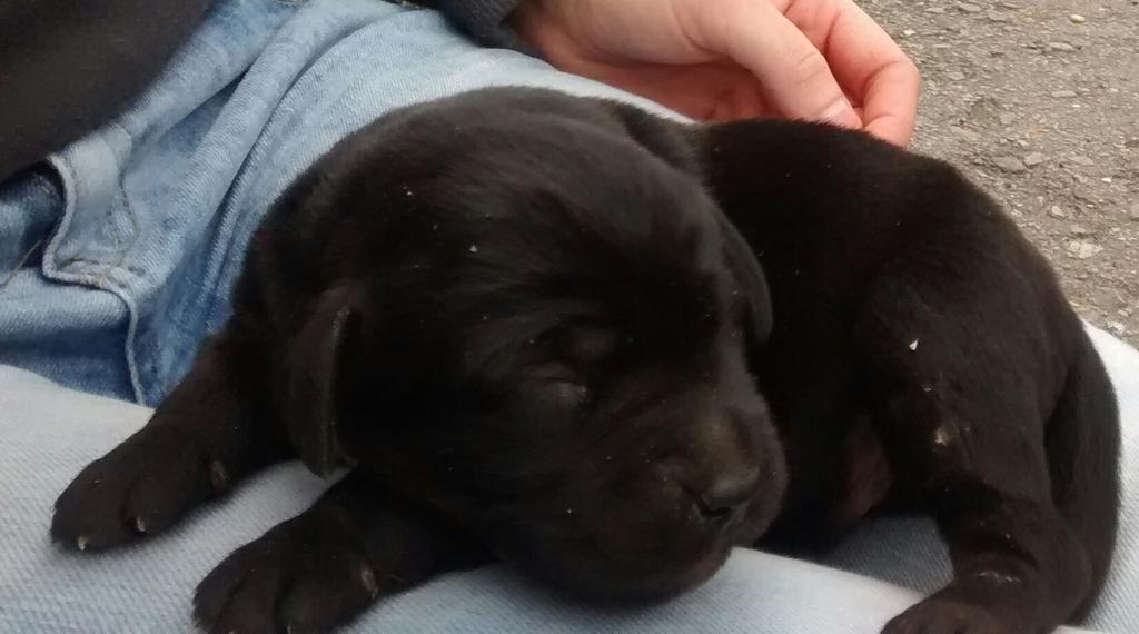 Martaguirr's tweet photo. Ayudarme a encontrar un hogar para 5 cachorros como este por favor! Si alguien está interesado q me mande un privado http://t.co/ft8dPC4dDH