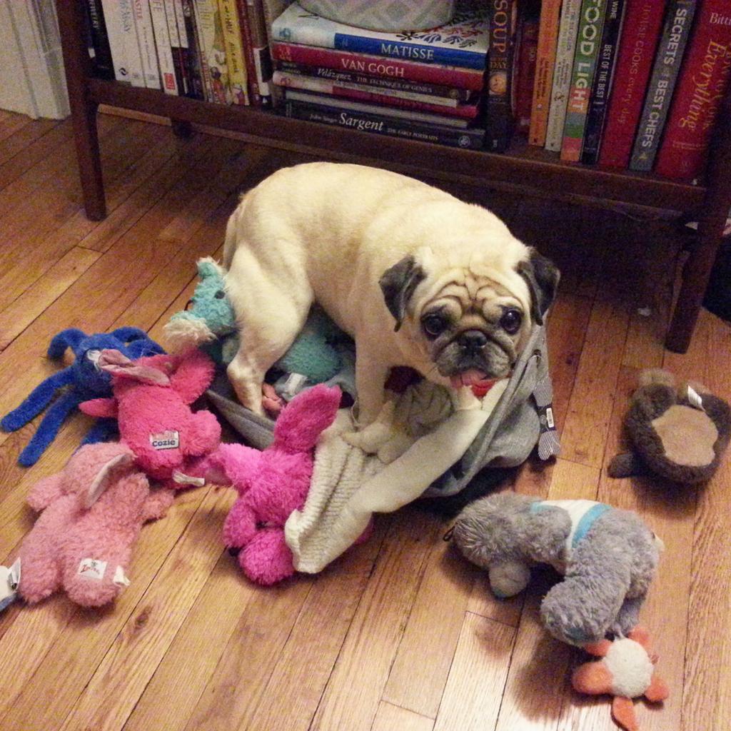 funaek's tweet photo. I heard a ruckus & got up to find Sunny making a mess. #guiltypug http://t.co/HSNxLZiyXD