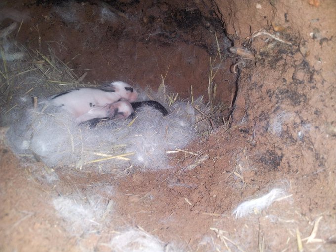 Currently in my rabbit colony... http://t.co/VaEH1ZK3VM<a href="/tag/camgirl"class="tags"><span>#camgirl</span></a><a href="/tag/manyvids"class="tags"><span>#manyvids</span></a>