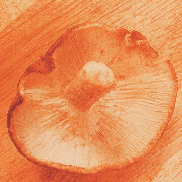 ConsciousHomeVT's tweet image. #beautiful #mushrooms from our #intervale #farmshare #healinirie ift.tt/1GQebKi