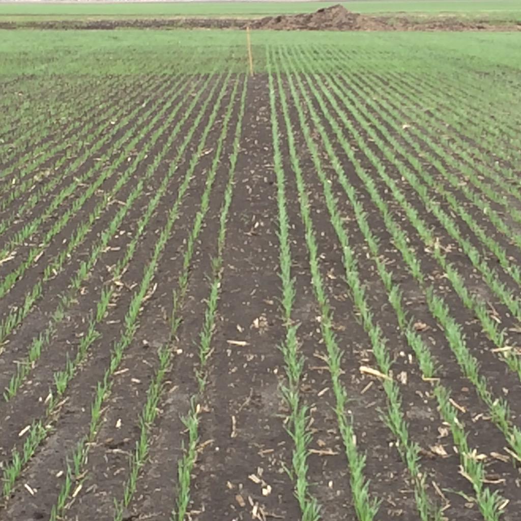 DylanWiebe45's tweet photo. Left untreated, right treated. Vibrance Quattro proving to be beneficial this early spring #vigor #evenemergence http://t.co/bSS5WKVFUj