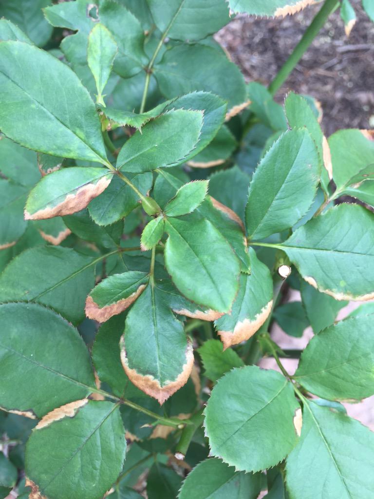 @RedneckRosarian I put down sulfur to acidify my garden (currently 7.7 pH). My roses did this. Too much acid?