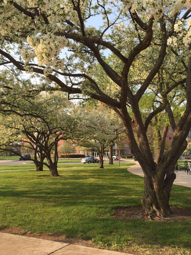 #msu #gogreen #trees #bloom #moveoutday #inbloom #summer #schollsout #AliceCooper