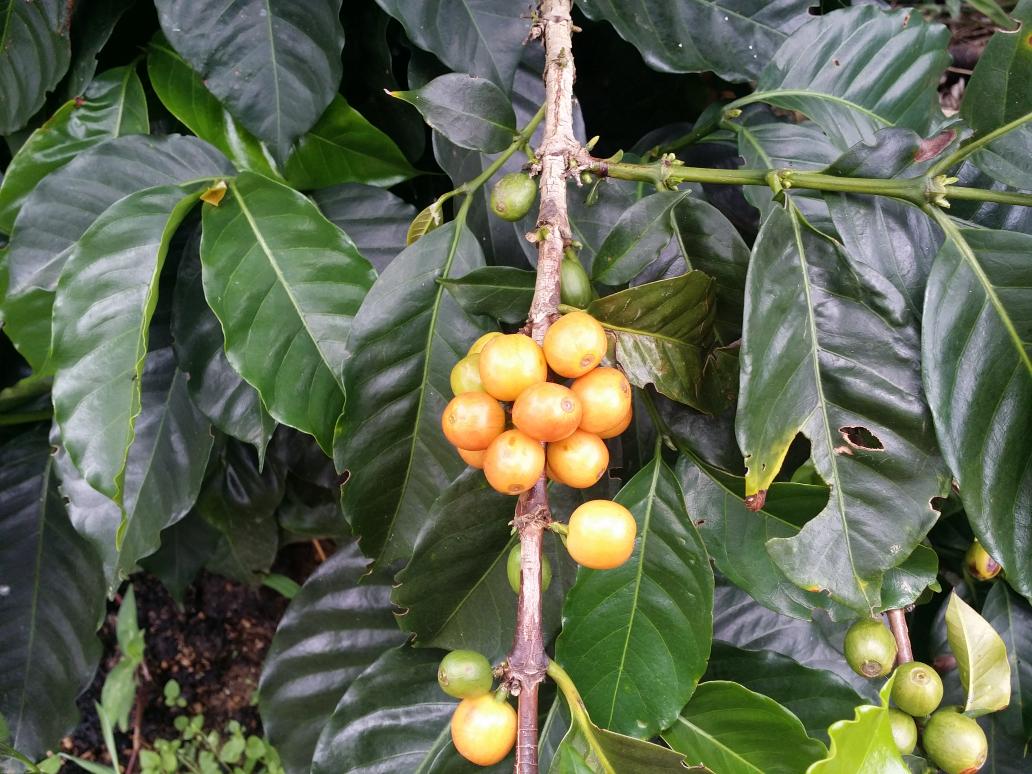 Antis Coffee tweet media