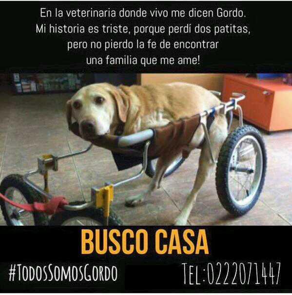 Lindo este gordo, se merece una familia que lo ame, favor difundir!!! #todossomosgordo