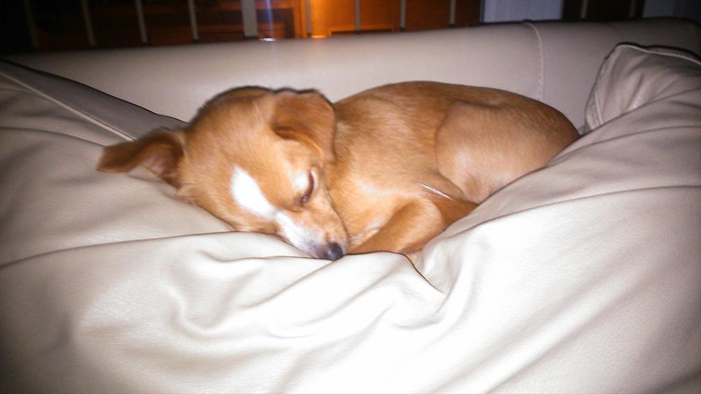 El peludillo dormilon!!