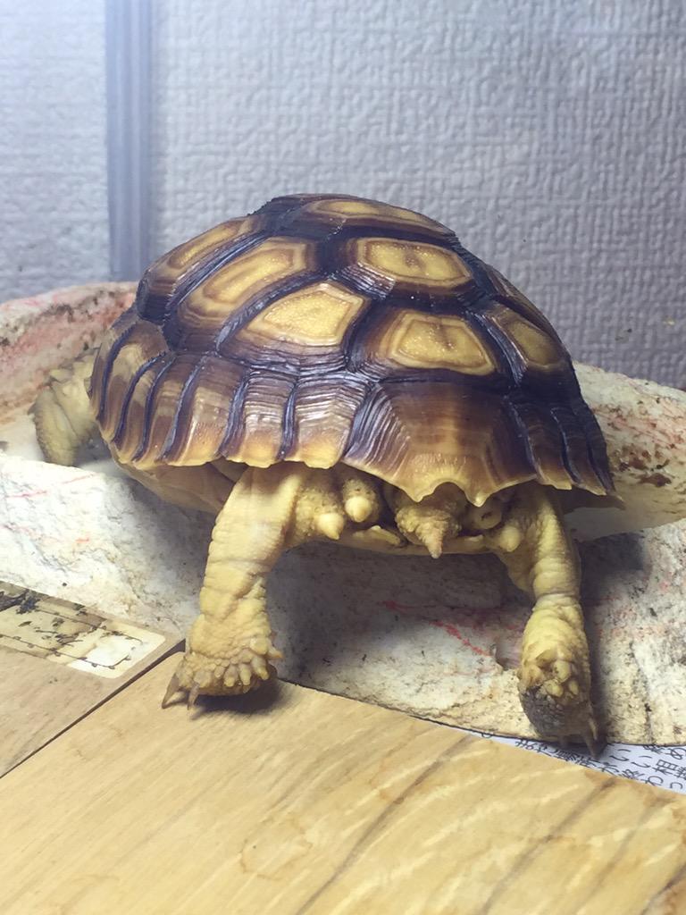 tortoise_janney's tweet photo. 最近便秘気味…
便秘かと思ったら効果的な4つの方法!
⚫︎温浴
⚫︎モロヘイヤ、水菜あげる
⚫︎部屋の中を自由に歩かせる
⚫︎お腹を円を描くようにマッサージ
#toroise #ケヅメリクガメ #リクガメ #animal http://t.co/th3iu8bBy1