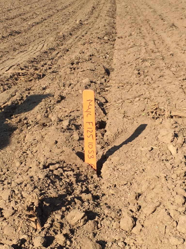 Drew_Pearson_'s tweet image. First silage plot of the year. Watch this new #BMR. #tonnage #digestibility. Great work Art