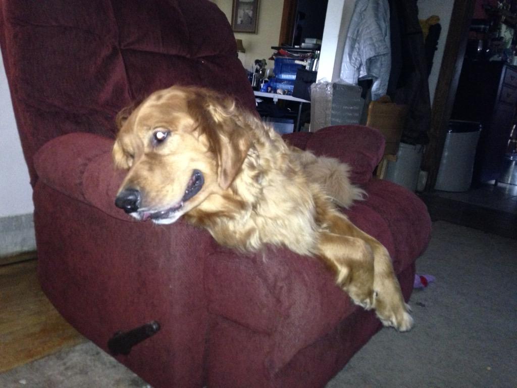 MTiger21874's tweet photo. 2nd day he isn't gonna come home. I'm gonna miss my gentle giant. LOVE YOU FOREVER MAXX😭💔 http://t.co/BF5skNRoJQ