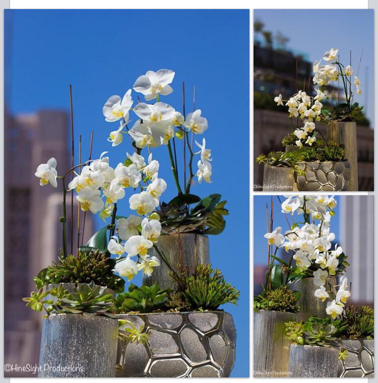 MsKrystalHines's tweet photo. Event Florals @hineSightpro Mirman School  Progressive Happy Hour. #orchids #succulents #cocktailparty#beverlyhills http://t.co/zDaztFa1gG
