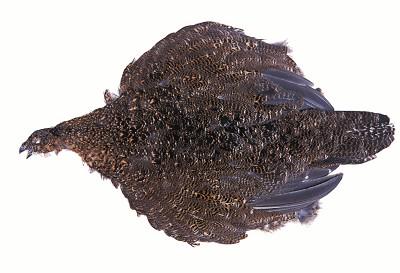 flymartca's tweet photo. For all the soft hackle folks out there. Scottish Grouse!
#flytying http://t.co/zwfNHQIJTY