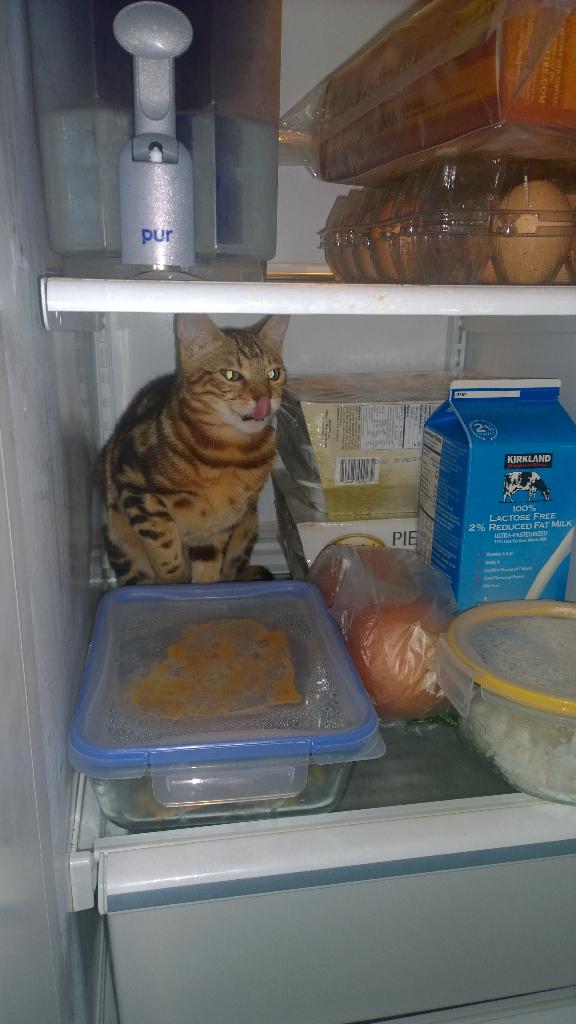 Imaqtpielol's tweet photo. Whenever I check to get food small cat jumps in the fridge... Imma leave her in there one day 👌 http://t.co/ymRlum0naq