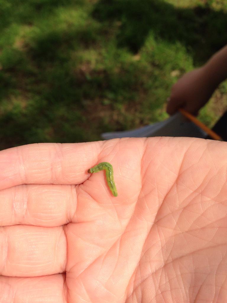 RoselynnRosy's tweet image. @mrfarnumsclass love it! We were outside for math yesterday too! Even had a little visitor! #classjoy