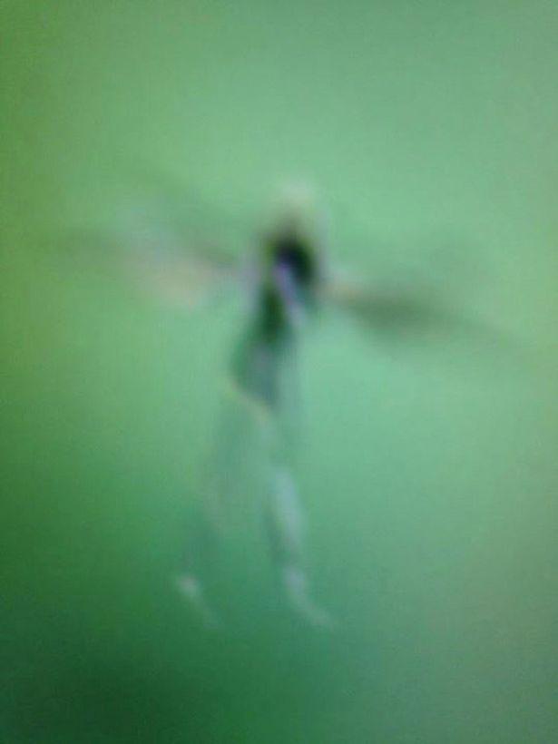 Jtr 日本公式 イギリスのお母さんは妖精の写真を撮ったことでお話題に 近くで見ると妖精に見えるね まぁ 本当かどうか分からないですが夢はある ｗ Jtrjp Jtrcrew Funfacts Http T Co M9vvcovydt