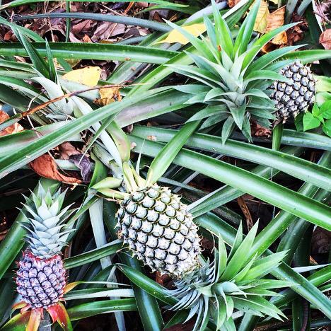 RpotterOrganic's tweet photo. Bromeliad - pineapple; Ananas comosus. Suckers and slips can fruit within 12-18 mths, tops can take 2yrs to fruit. http://t.co/cRd2HMteGj