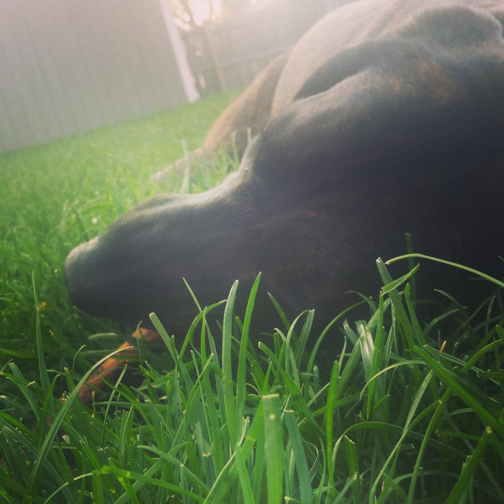 MsAmandaGiselle's tweet image. Hung out with this pup all day today #ididntmind #runningbud #backyardfun #Murdock #plothound