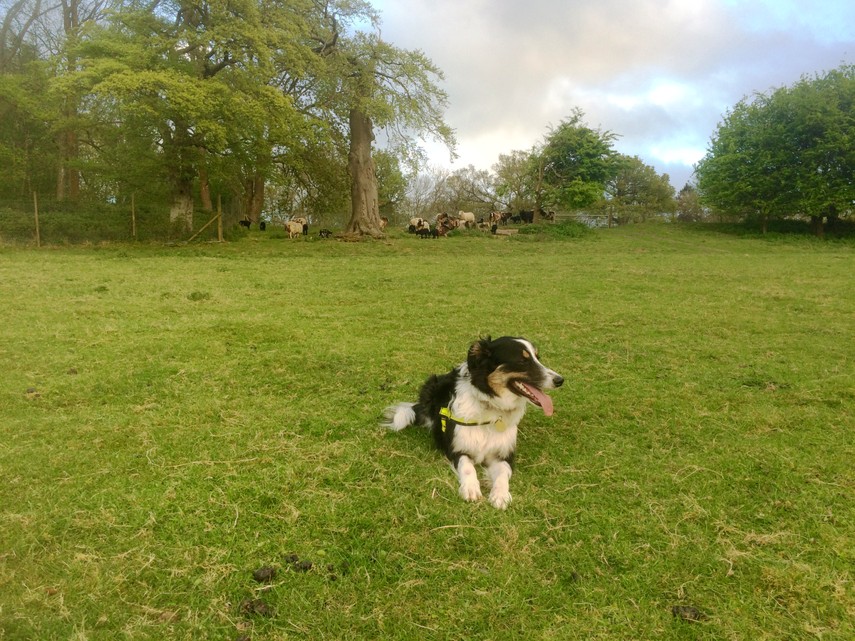 SearchDogRed's tweet photo. Trainee Search Dog Cara learning how not to chase sheep. #iseenosheep http://t.co/4iHIAQu9sT