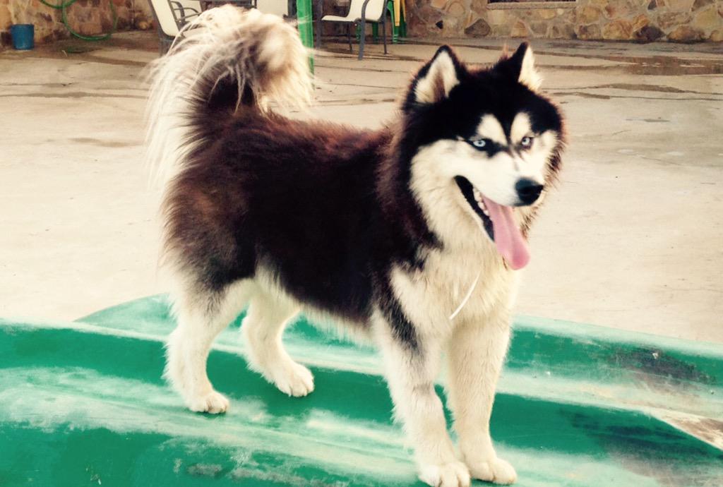 Fifiallo's tweet photo. 🐩🐩 http://t.co/OUnUHF0r6O