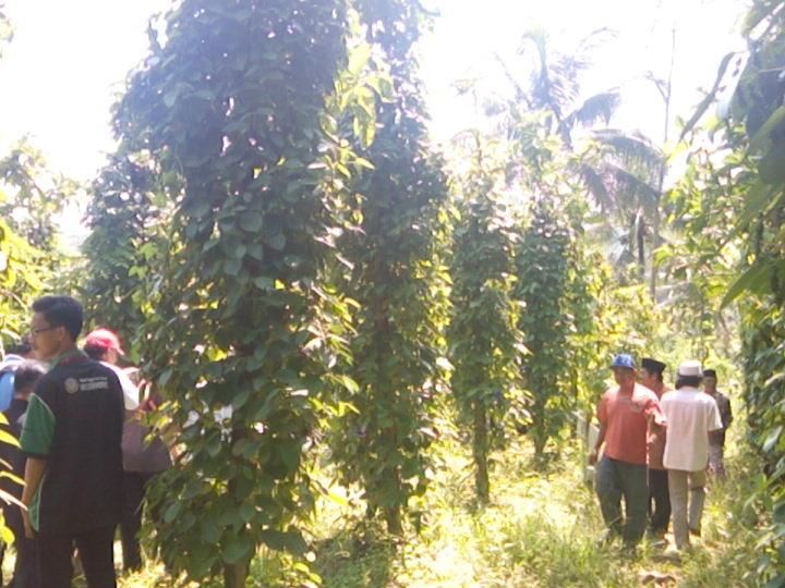 Salah satu kebun merica milik warga. #FestivalMrica