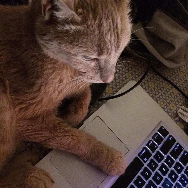 cgbsrule's tweet image. Woody is building a website. With @squarespace of course. #techkitty #woody #badcat #toughcat #webcat