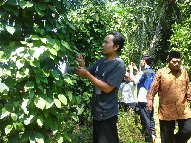 Belajar ke Kebun Mrica DesaCingebul dan membuat film mrica #FestivalMrica cc <a href="/ganjarpranowo/">Ganjar Pranowo</a> <a href="/desamembangun/">Desa Membangun</a> <a href="/bungridlo/">Muhamad Ridlo S</a>