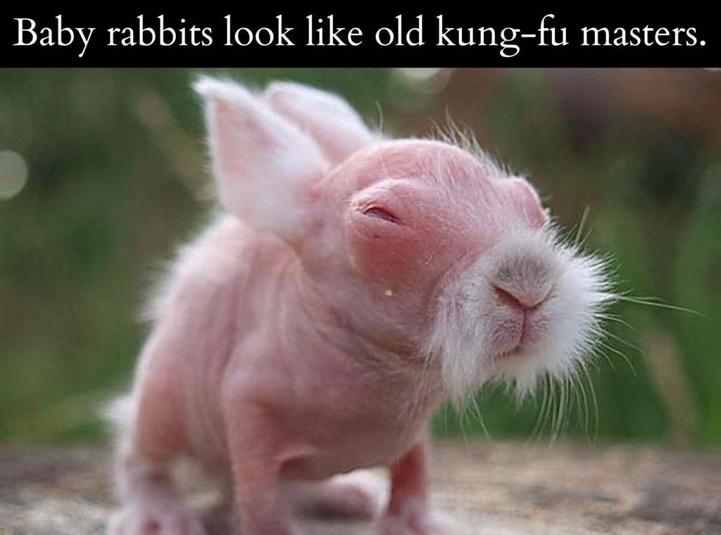RNassassin's tweet photo. Baby rabbits. http://t.co/OxLvRSmkxZ