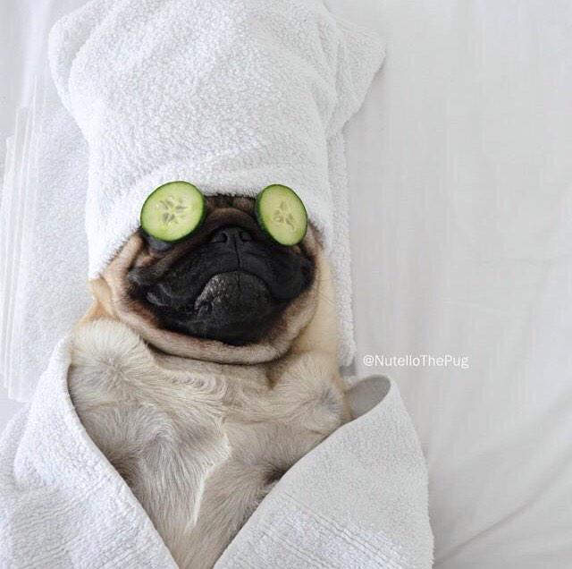 em0pug's tweet photo. It's been a rough half-week. Time for some pug-pampering. #em0pugneeds http://t.co/foKfYECILo