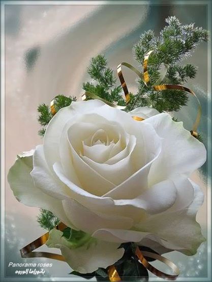 AlharthyMjoood3 tweet picture