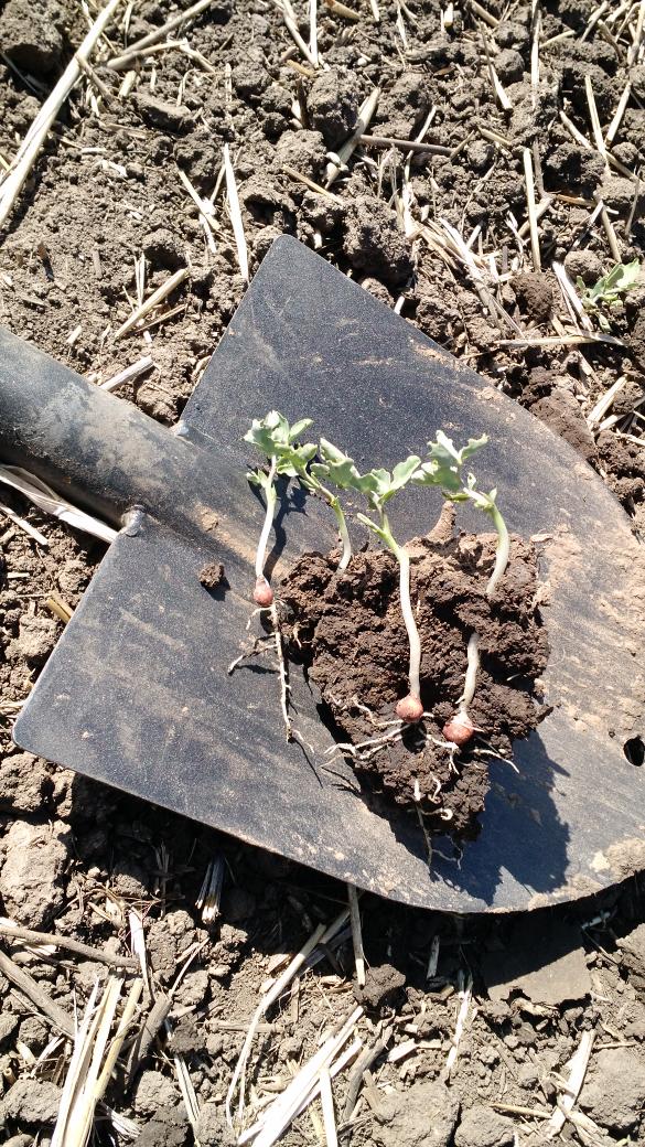 Check out that winter pea root system! #farm365